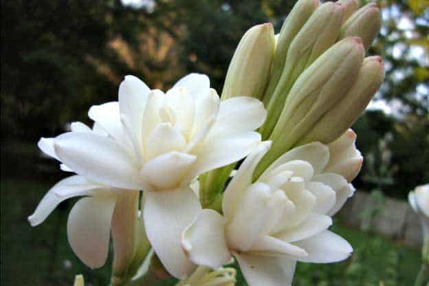Tuberose Floral Absolute Oil Wholesale Suppliers and Manufacturers India